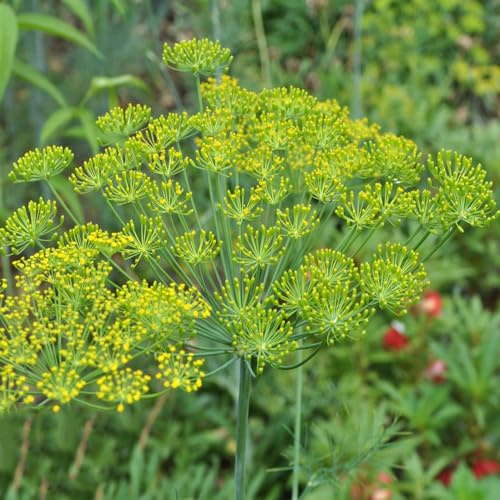 semi di aneto selvatiche rare per aneto giardino di al coperto sul balcone giardino roccioso d'appartamento purificatrici d'aria 200semi