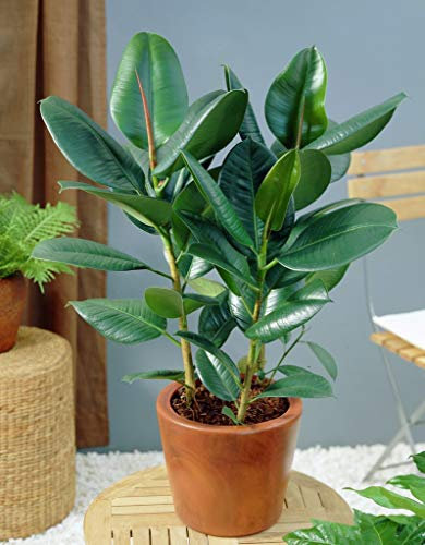 5 Samen Ficus Elastica Gummibaum (Gummi Pflanze) Pflegeleicht Zimmerpflanze