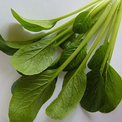 100 Seeds of Japanese Komatsuna Green Boy Hybrid Crossed with Pak Choi
