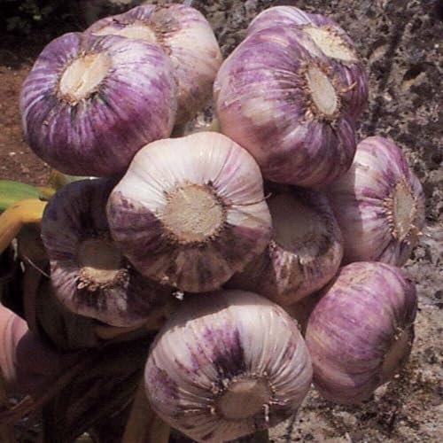 Buy4seeds Early Purple Wight 20Pcs Seed Wight Garlic Strong Flavoured British Garlic Cloves Simple to Grow