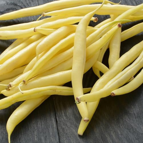 PREMIER SEEDS DIRECT - Dwarf Yellow French Bean - BERGGOLD - 100 Italian Seeds
