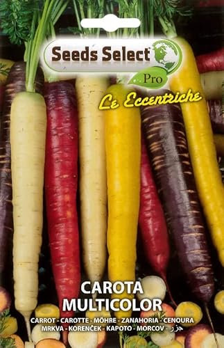 SEMI SEMENTI DI CAROTA MULTICOLOR IN BUSTINA