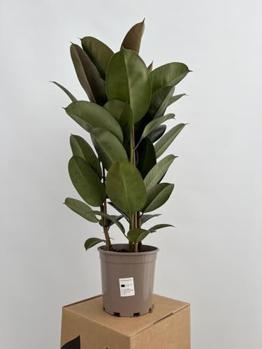 GREENTIA | Ficus Robusta con caña (Tutor) de 85cm Planta Natural M20 Altura 75-85cm en maceta de 20cm de diámetro
