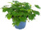 Fangblatt - Mimosa pudica - Mimose im Ø 9 cm Topf - Zimmerpflanze mit beweglichen Blättern