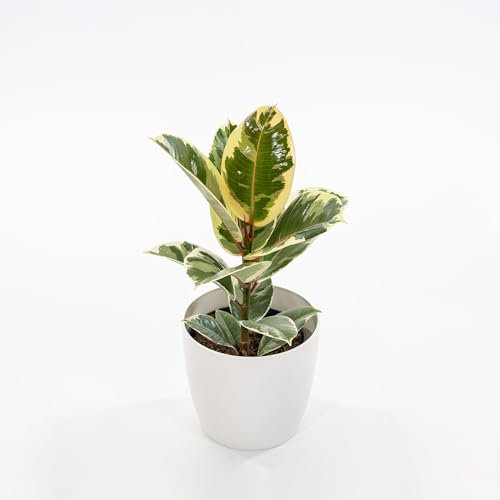 Ficus elastica Tineke