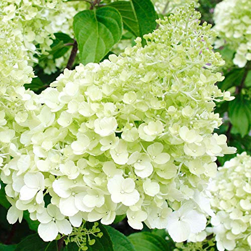 Hydrangea paniculata Polar Bear Compact Deciduous Flowering Garden Shrub Plant (20-30cm (Incl. Pot))