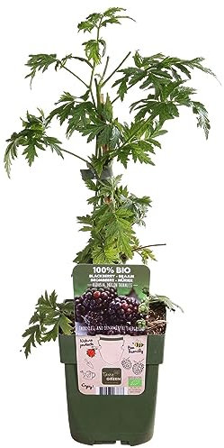 Murier - arbuste fruitier