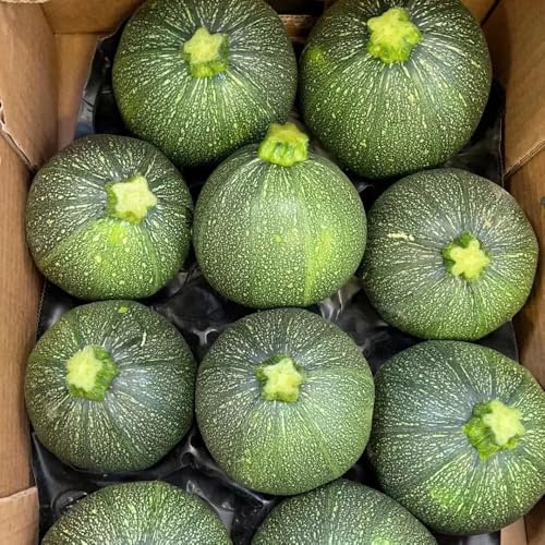 semi di zucchine vecchie varietà, biologici, per aiuole rialzate, 10pcs