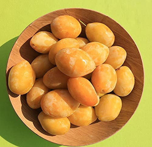 Pflaumenbaum `Tipala ®´, gelbe Frucht, kleinbleibend, 120-140cm im 10L Topf