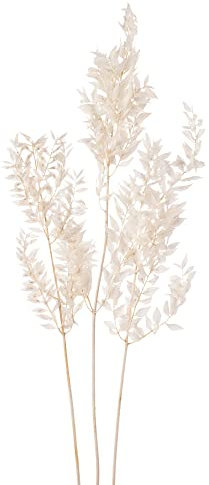 matches21 Ruscus Mäusedorn Trockenblume Boho Trockenpflanze Pflanze Naturdeko getrocknet Natur 1 STK 70 cm weiß