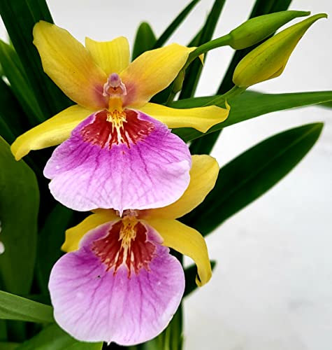 POWERS TO FLOWERS - ORCHIDEA MILTASSIA GIALLA, MILTONIA, pianta vera