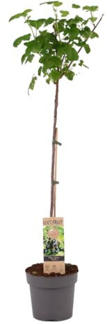 Plant in a Box - Ribes Nigrum 'Titania' - Schwarze Johannisbeere - Obstbaum - ⌀21cm - Höhe 90-100cm