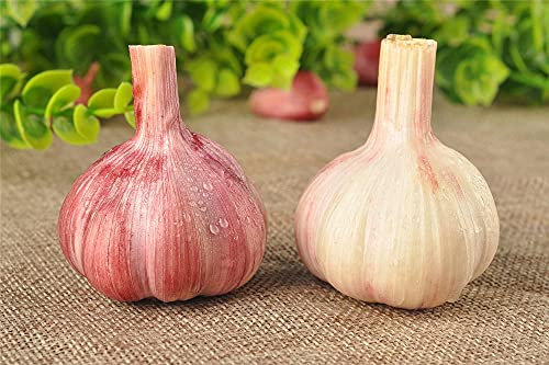 Bulbi di aglio da giardino profumati semi importati piantare in autonno balcone quattro stagei piantare casa giardino piantagione paesaggio affascinante - 50 g