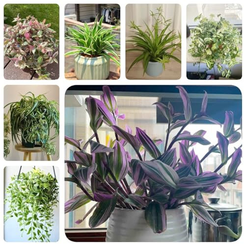100 pcs Grünlilie Zimmerpflanze Samen - efeutute zimmerpflanze indoor plants Chlorophytum comosum, indoor plants, topfpflanzen bonsai samen kletterpflanzen winterhart schnellwachsend