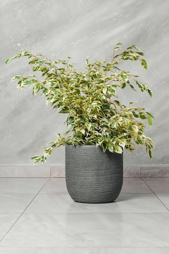 Vivaio Garden Forest, Ficus benjamina variegato Starlight - Pianta da interno ornamentale, Foglie verde e bianco latte, Chioma folta, Adattabile alla luce, Aiuta a purificare l’aria, Vaso non incluso