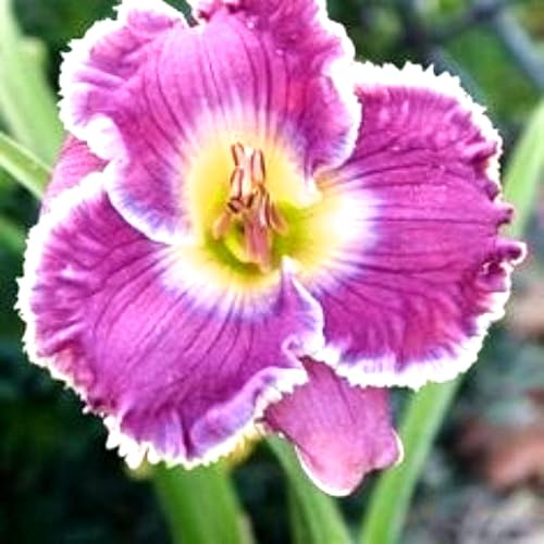 Hemerocallis ornamental de crecimiento rápido para embellecer exteriores-10Bulbos-B