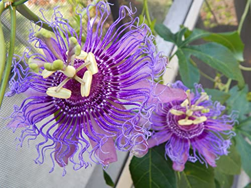 Vinterhård passionsblomma passiflora-rökelse ca 30 cm – exotisk skönhet – flerårig klätterväxt