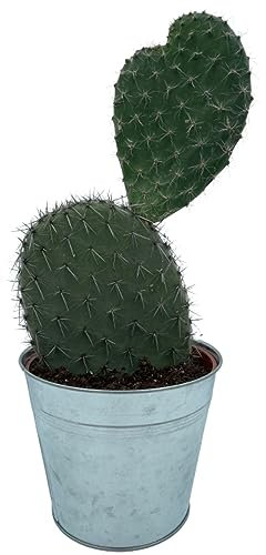 Kaktus, Feigenkaktus, Feigenkaktus, 18CMØ, 30-40CM hoch, Sinktopf