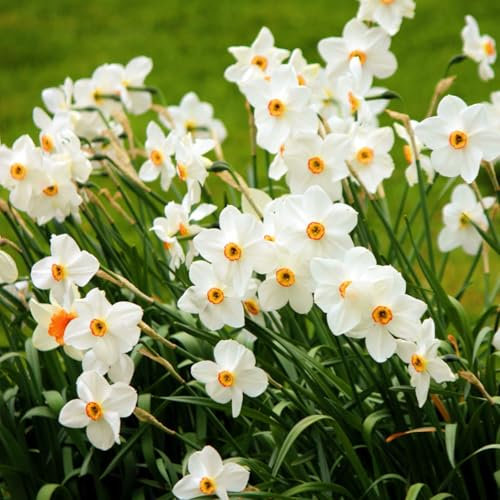 Narzissenzwiebel-Winterhart MehrjäHrig,Narzissen Pflanzen,Narzissen Knollen Winterhart,Narzissen Zwiebeln,Einfach Zu Pflanzen,Bonsai Pflanze-6zwiebeln-e