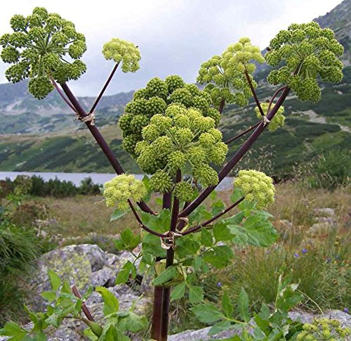 50g Angelica Archangelica Herb Seeds by Pretty Wild Seeds