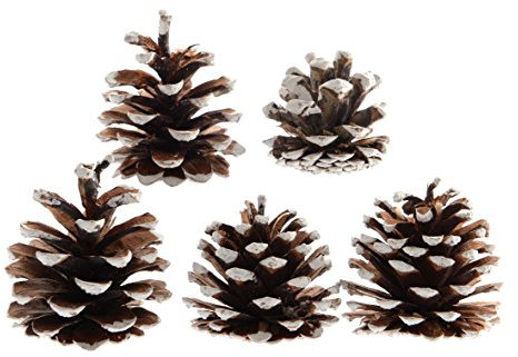 Tannenzapfen Naturzapfen 5er Set Deko Pinienzapfen Kiefernzapfen im Beutel ca. 12x15cm beschneit