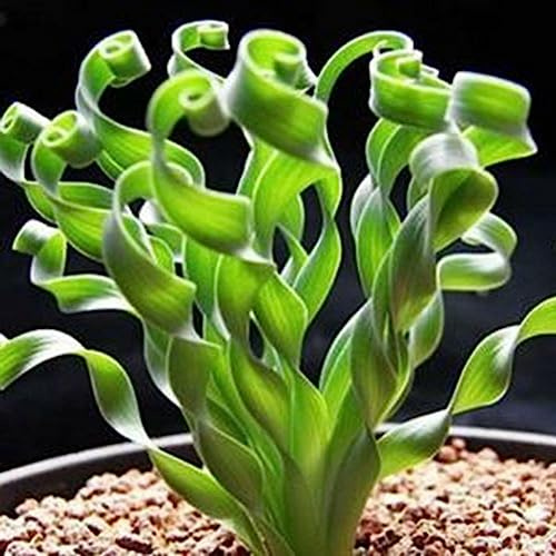 Roadoor 100 Unids Raras Semillas de Flores de Hierba en Espiral Planta Suculenta Bonsai En Maceta Decoración del Hogar Semillas de Jardinería para Plantar Ahora Semillas de Hierba Espiral