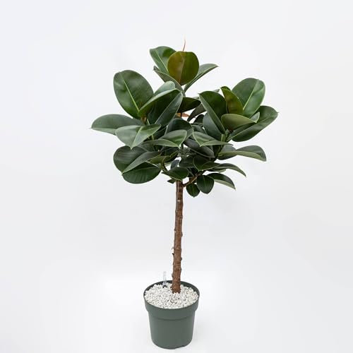 Pianta vera di Ficus elastica Robusta in idrocoltura - Diametro Vaso Ø 27 cm