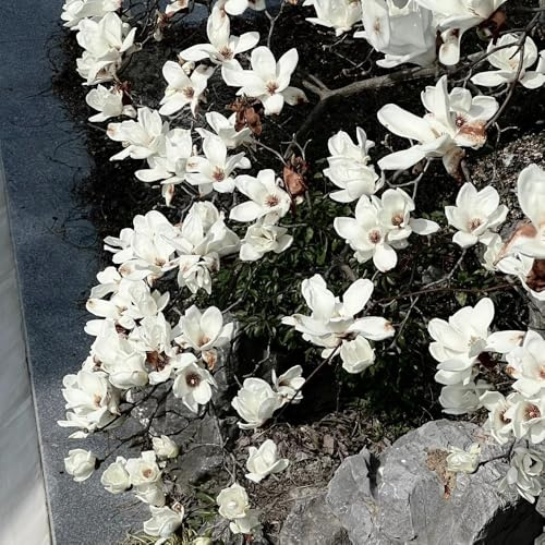 Semi resistenti dell'di magnolia all'esterno di da giardino primaverili, veri 85pcs
