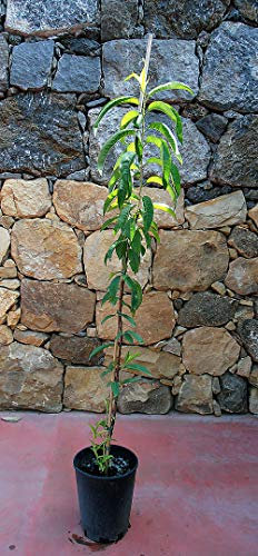 Pianta di pesche Albero pesco Noce Precoce - Imballaggio speciale protettivo