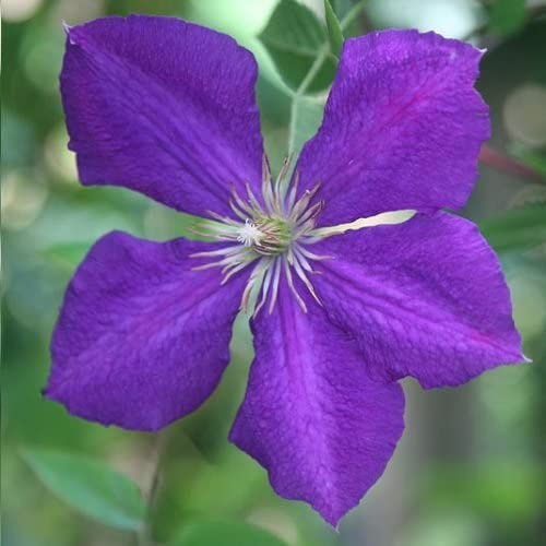 Clematis Jackmanii (Clematis Jackmanii) - Klätterväxt - Blå, Perenn & Härdig | 1,5 liters kruka