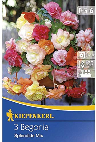 Kiepenkerl Blumenzwiebel Begonien Splendid Mix | mehrjährig | 3 Knollen