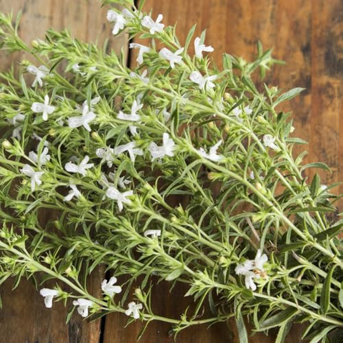 semi di santoreggia, selvatiche giardino balcone selvatici sul varietà antiche 600pcs