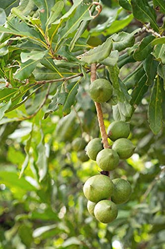 Huifang 4 piezas de árbol de nuez de macadamia