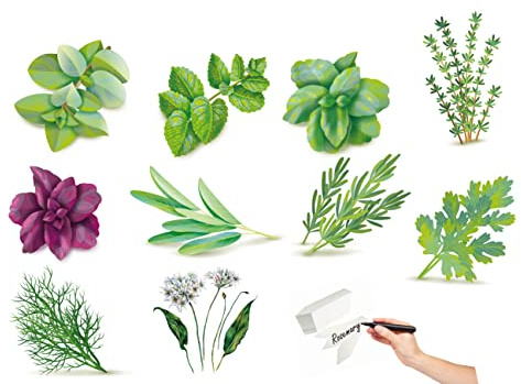Germisem Seeds Herbs Essentials