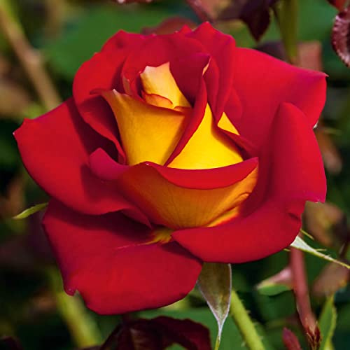 BRECK'S - Ketchup and Mustard Dormant Bare Root Floribunda Rose, Includes one Plant per Order