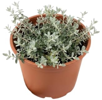 Teucrium Planta Ornamental Exterior para Jardín Mediterráneo y Espacios Soleados | Arbusto Decorativo DECOALIVE