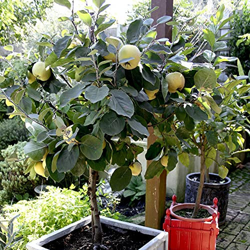 Patio Fruit Tree Quince by Suttons