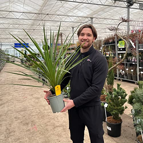 1 x Cordyline Australis Green | 65-75cm | Evergreen Large Plant just Like Our Photo