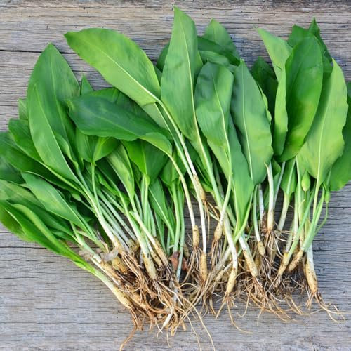 500 Pcs Bärlauch Samen - Allium Ursinum - Gewächshaus Balkon, Kräuter Pflanzen Bärlauch Pflanzen Samen, Kräuter Samen, Alte Gemüsesorten Samen Bodendecker, Saatgut Wintergemüse Kräuter