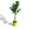 Tropictrees Citrus Latifolia Limonero - 100 cm de altura con maceta | Cítricos frutales de temporada para jardín e interior | Persistente, fácil de cuidar y aromático