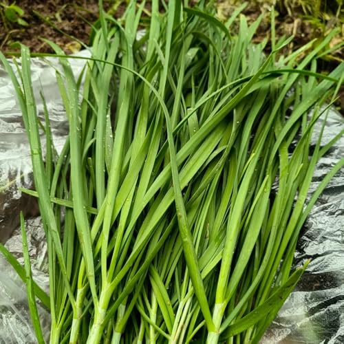semi di cipollina resistenti di invernali, cipollina tradizionali resistenti 600pcs