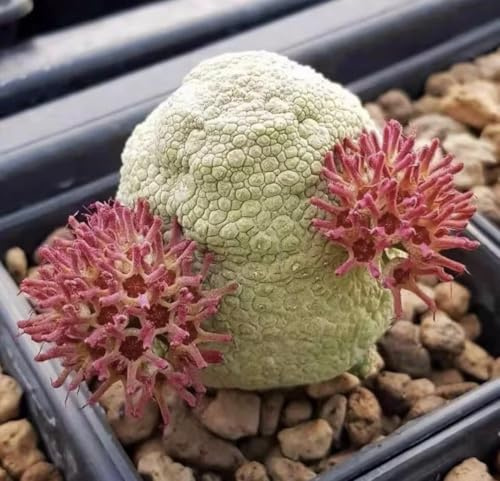 Pseudolithos Migiurtinus, Verde-Grigiastro, Succulenta Rara, Fusto Globoso fino a 15 cm, Vaso 7,5 cm