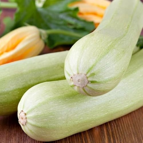 PREMIER SEEDS DIRECT - Italian COURGETTE - Bianca DI Trieste, Approx 15 Seeds - Organic