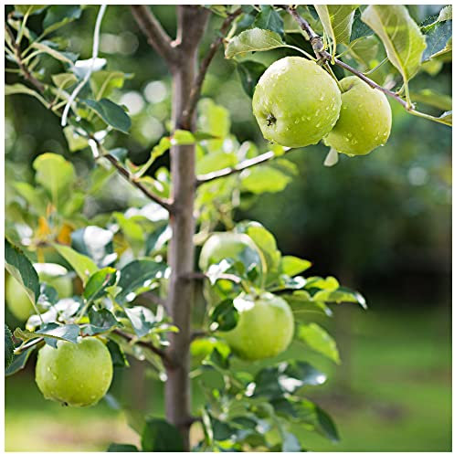Granny Smith Apple Tree 4-5ft Ready to Fruit,Self-Fertile,Green with Sharp Taste 3fatpigs®