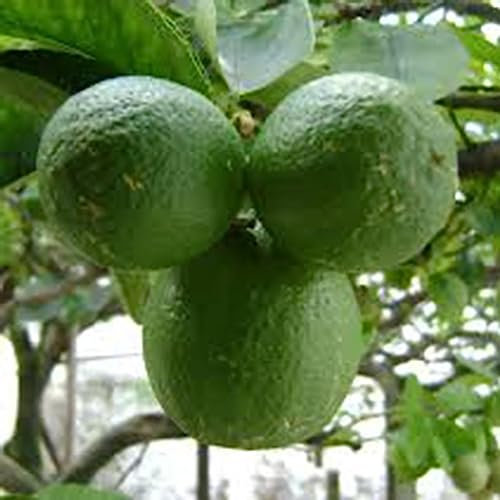 20 Stück Zitronenbaumsamen, produktive, gentechnikfreie, lebensfähige Terrassentöpfe, Baumsämlinge, Blumen-, Obstbaum- und Gemüsesamen Samen von Zitronenbäumen