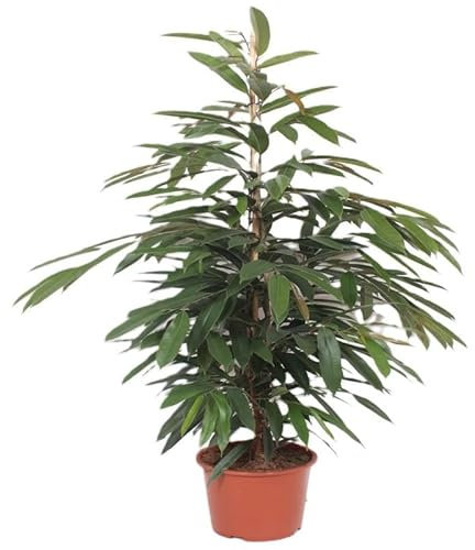 Gummbibaum Ficus Amstel King (140-160 cm) – Großer Gummibaum für bessere Luftqualität und stilvolle Inneneinrichtung