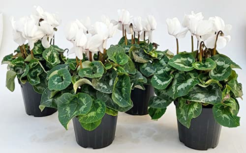 POWERS TO FLOWERS - CICLAMINO A FIORE GRANDE BIANCO, CICLAMINO DA BALCONE, 4 PIANTE, VASO 14CM Diametro, piante vere