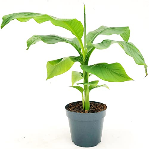 POWERS TO FLOWERS - BANANO DA ESTERNO, BANANO BAJOO, PIANTA DEL BANANO GIAPPONESE, VASO 16CM, pianta vera