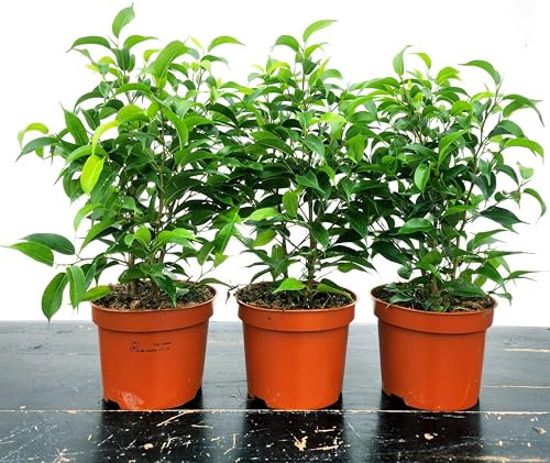 FICUS BENJAMIN NANO, 3 PIANTE, VASO 13CM DIAMETRO, piante vere