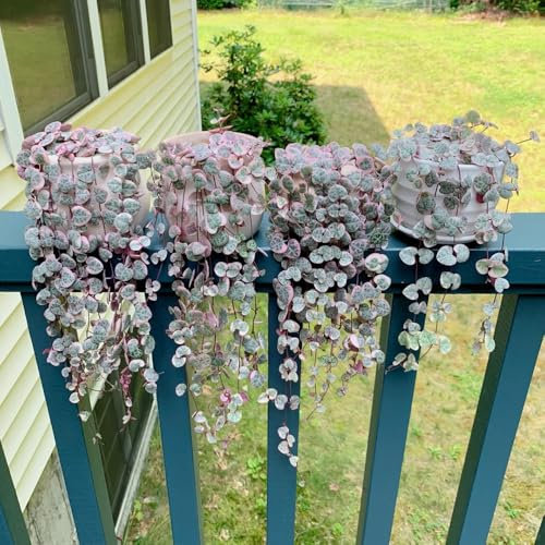 leuchterblume pflanze samen - gartenpflanzen, balkon pflanzen Ceropegia woodii blumensamen, winterharte pflanzen für garten schnittblumen, stauden winterhart pflanzen samen indoor, 150pcs